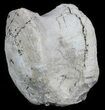 Fossil Brontotherium (Titanothere) Vertebrae - South Dakota #60645-2
